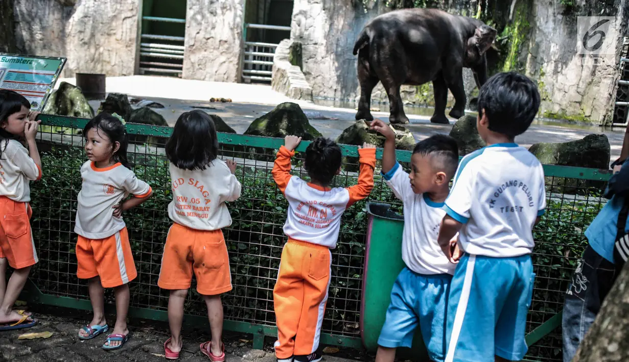 Sejumlah anak TK melihat gajah di Taman Marga Satwa Ragunan, Jakarta, Kamis (13/12). Kegiatan tersebut untuk mengajarkan anak-anak untuk lebih mengenal binatang-binatang. (Liputan6.com/Faizal Fanani)