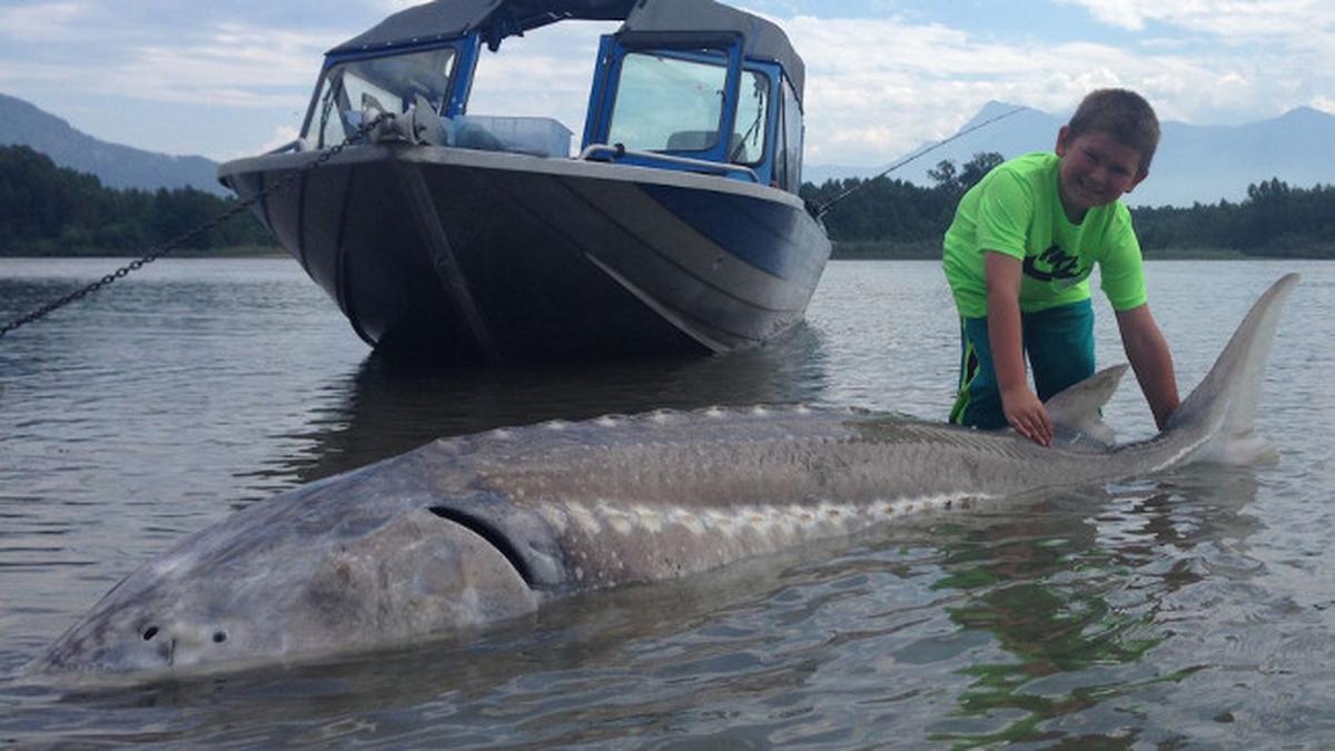 Anak 9 Tahun Menangkap Ikan Raksasa 273 Kg - Global Liputan6.com