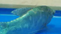 Ikan Berlafazkan "Allah" Riuhkan Warga Pademangan