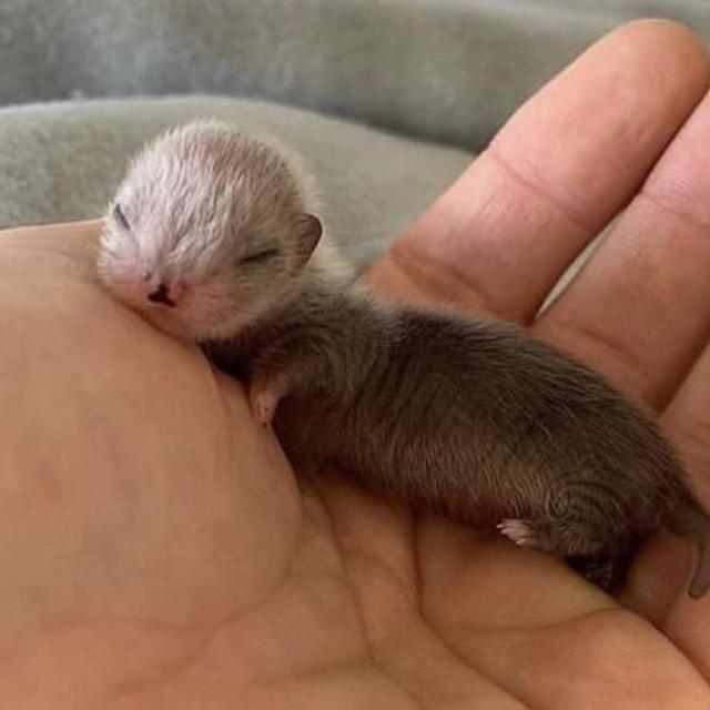 7 Potret Menggemaskan Bayi Hewan Mungil Lucu Banget Citizen6 Liputan6 Com