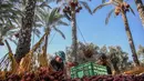 Petani menyortir buah kurma yang sudah dipetik dari batangnya selama panen tahunan di Deir al-Balah di Jalur Gaza tengah (24/9/2019). Warga Palestina yang tinggal di Deir al-Balah tengah sibuk dengan hasil panen kurmanya yang melimpah. (AFP Photo/Said Khatib)