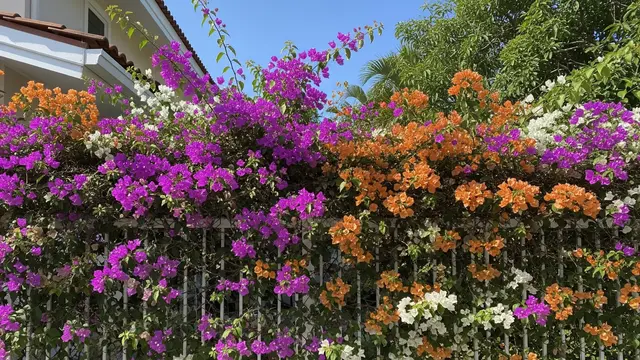 Bougenville (Bougainvillea)