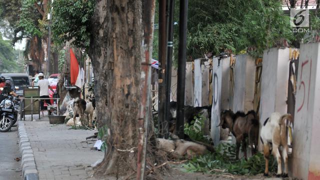 Tak Ada Lahan, Pedagang Nekat Jual Hewan Kurban di Trotoar