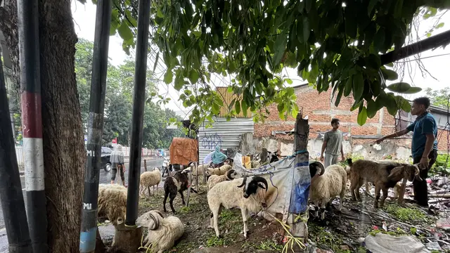 Usaha jual-beli hewan kurban di Jakarta pada Selasa (3/6/2025).