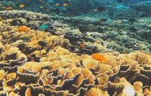 Menyaksikan Pernak-pernik Biota Laut di Coral House Banyuwangi, Sensasinya seperti di Laut Lepas