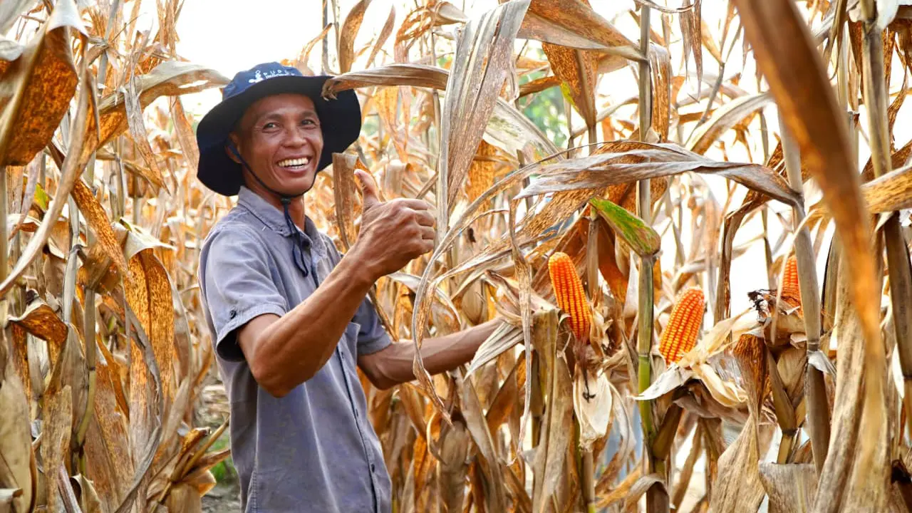 Indonesia menargetkan swasembada jagung. (Dok Kementan)