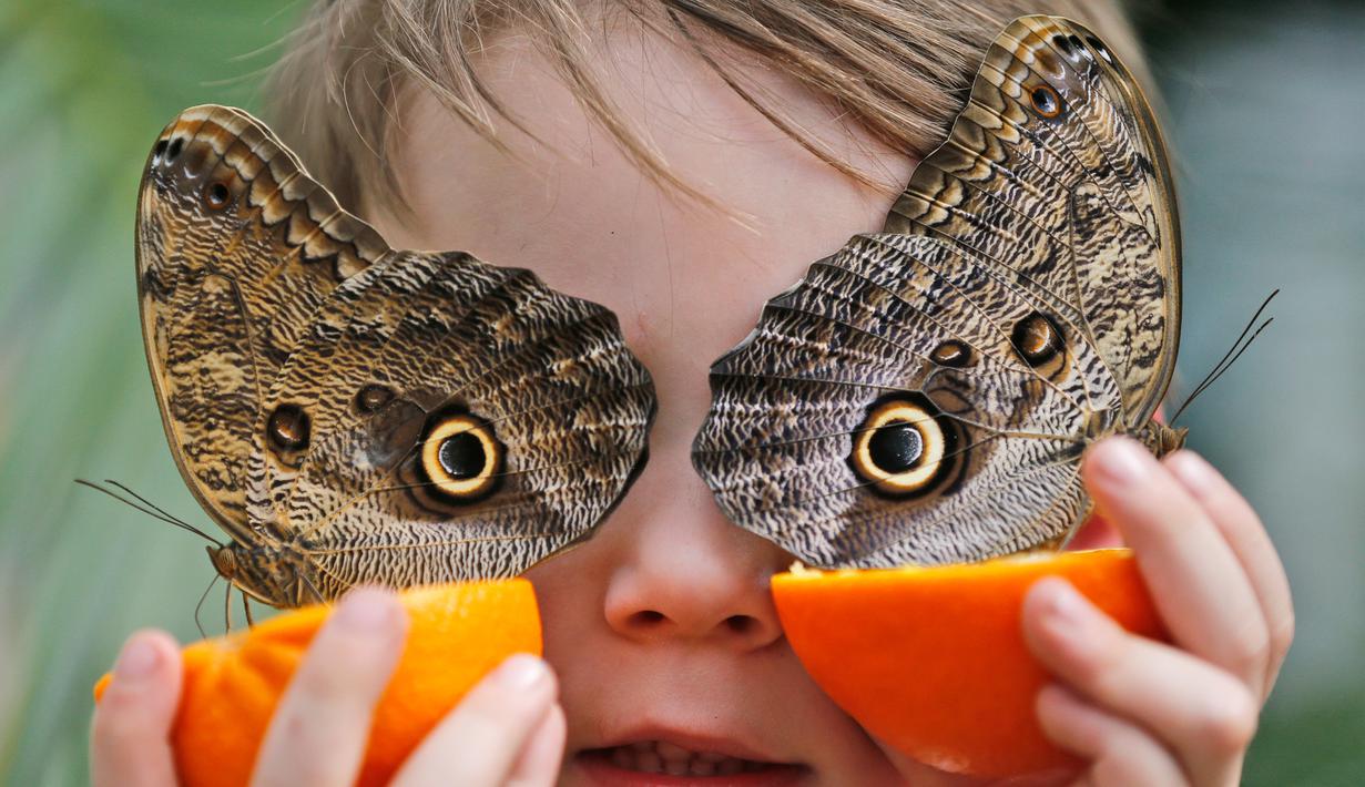 Seorang anak bernama George berpose dengan kupu-kupu yang menyerupai topeng di Museum Sejarah Alam di London, Inggris (30/3). (AP Photo / Frank Augstein)