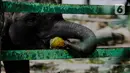 Gajah memakan kelapa dari petugas di Taman Margasatwa Ragunan, Jakarta Selatan, Senin (20/4/2020). Pihak pengelola Taman Margasatwa Ragunan tetap melakukan perawatan terhadap seluruh satwa selama pandemi virus corona COVID-19. (Liputan6.com/Faizal Fanani)