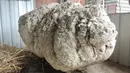 Seekor domba liar yang tersesat di Canberra, Australia memiliki bulu yang sangat tebal, Rabu (3/9/2015). Menurut RSPCA, lembaga perlindungan hewan di Australia, bulu yang dicukur dari domba tersebut beratnya adalah 40,45 kg. (REUTERS/RSPCA)