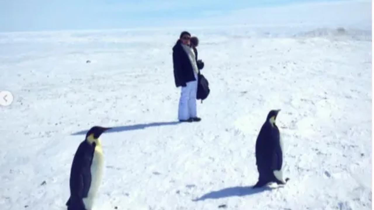 Krill adalah krustasea kecil seperti udang yang merupakan sumber makanan penting bagi ikan, paus, anjing laut, penguin, dan burung laut.