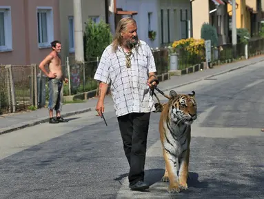 Pemilik dan pelatih hewan sirkus, Jaromir Joo mengajak harimaunya yang bernama Taiga berjalan-jalan di Letovice, Republik Ceko, 30 Agustus 2015. (AFP PHOTO/Radek MICA)