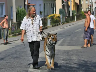 Pemilik dan pelatih hewan sirkus, Jaromir Joo mengajak harimaunya yang bernama Taiga berjalan-jalan di Letovice, Republik Ceko, 30 Agustus 2015. (AFP PHOTO/Radek MICA)