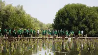 World Sustainability Day, Penanaman Mangrove Ini Imbangi  2,4 ton Emisi Karbon per Tahun