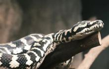 Minimalkan Risiko Cedera, 8 Cara Menyelamatkan Diri Jika Tiba-tiba Dililit Ular Piton saat Beraktivitas di Kebun