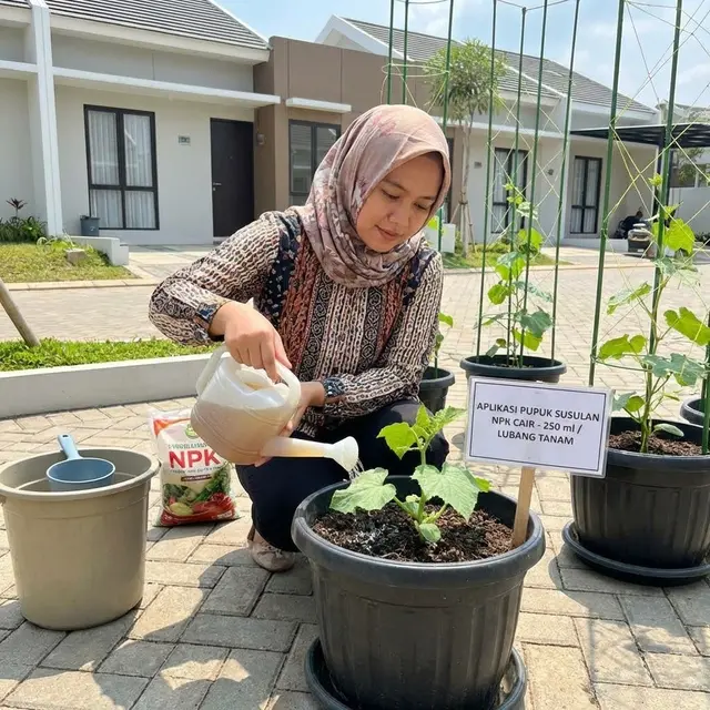 Memberi pupuk mentimun dalam pot (Gemini AI)