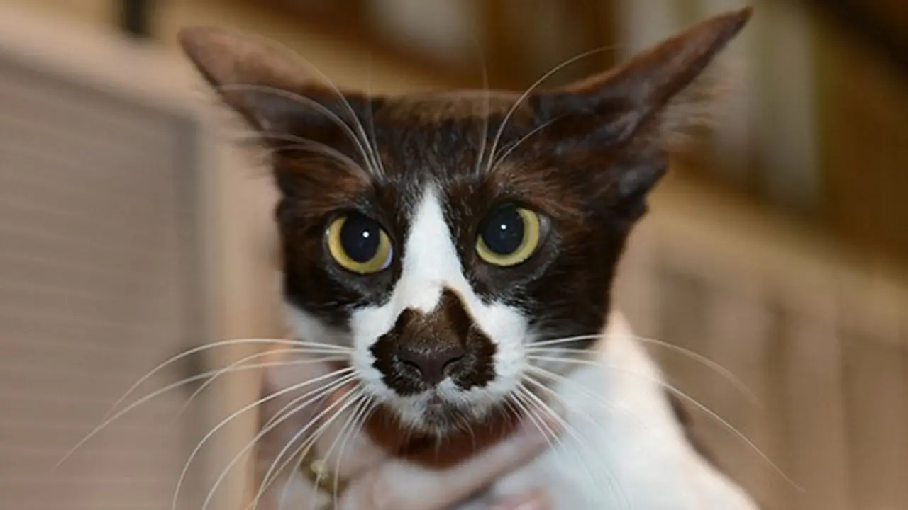 Oz, si Kucing Lucu dengan Peta Australia di Hidungnya
