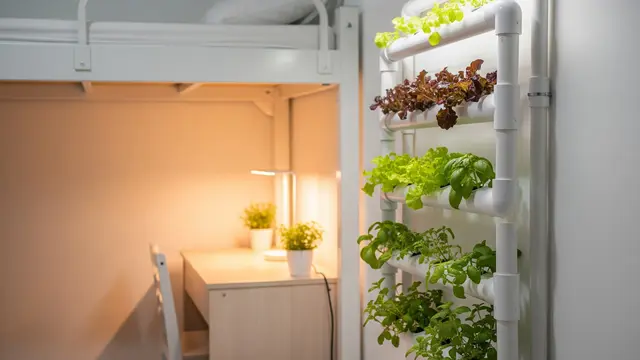 Kebun Hidroponik Minimalis di Kamar Kos Tanpa Ribet dan Tanpa Tanah (AI)