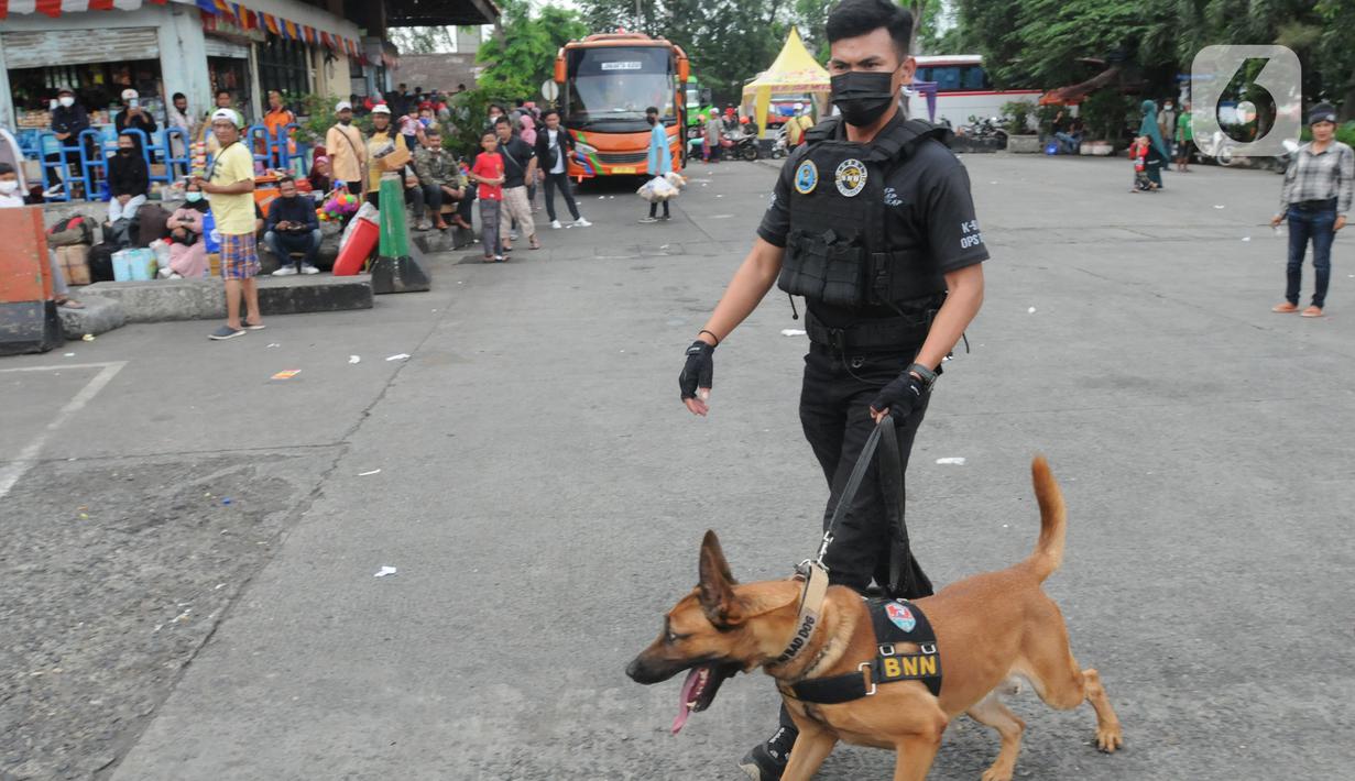 <p>Seorang petugas dengan anjing pelacak K9 BNN melakukan penyisiran di Terminal Kampung Rambutan, Jakarta, Rabu (27/04/20222). Pemeriksaan dengan anjing pelacak tersebut dilakukan guna mengantisipasi peredaran narkoba di tengah arus mudik menyambut Lebaran atau Hari Raya Idul Fitri 1443 H. (merdeka.com/Arie Basuki)</p>