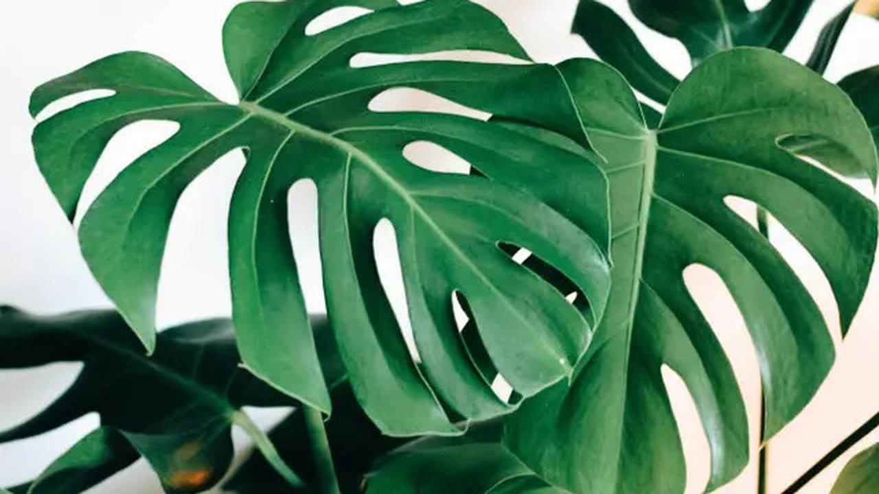 Teras Hijau dan Instagramable, Ini Rekomendasi 15 Tanaman Stylish yang Tak Bikin Repot