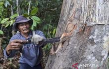 Hilirisasi Perkebunan Perhutanan Sosial: Strategi Sinergi Hutan Lestari dan Pekebun Sejahtera