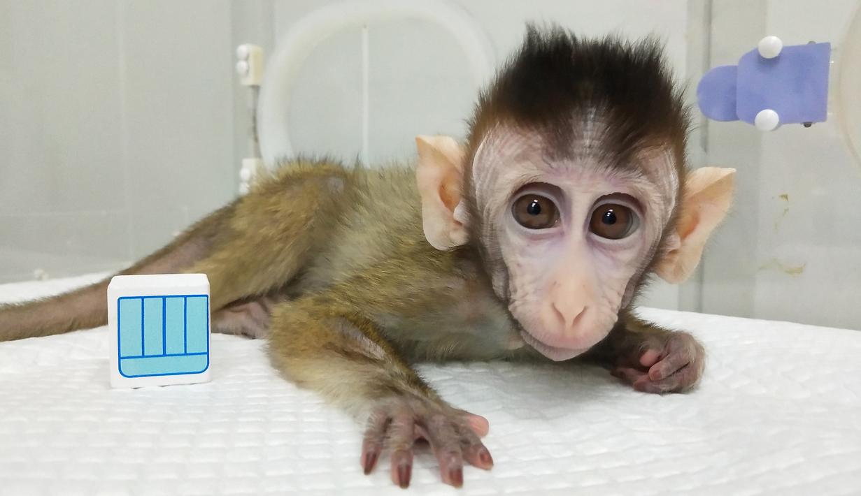 Foto Menggemaskannya Monyet Monyet Hasil Kloningan Untuk Gangguan