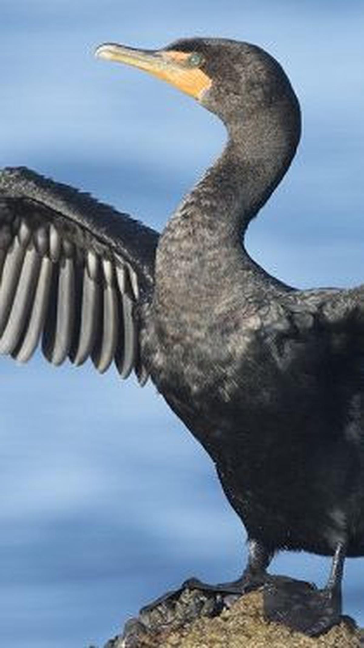 7. Burung Kormoran yang Tidak Bisa Terbang