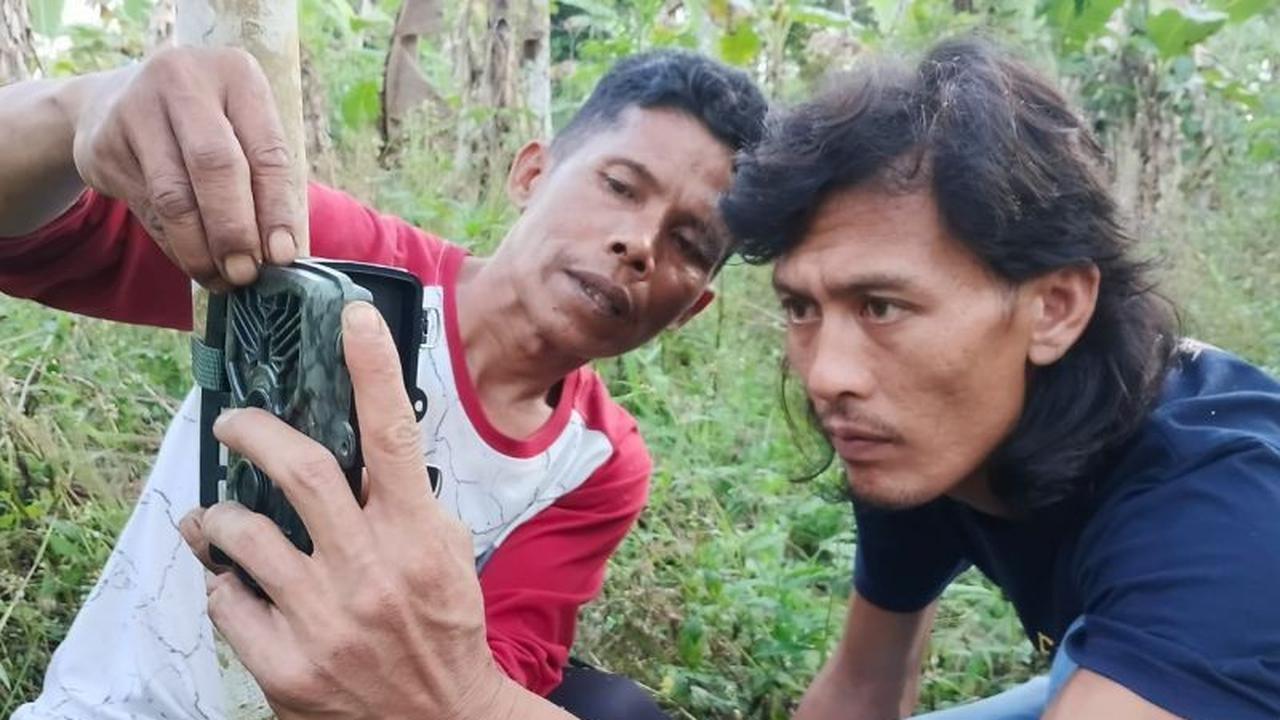 Harimau Sumatera Agam: BKSDA Pasang Kamera Jebak Usai Penampakan Viral