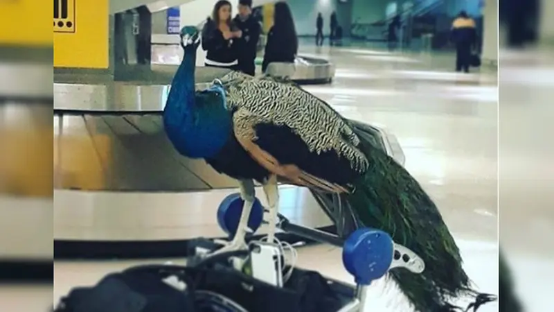 Meski punya tiket sendiri, burung merak di New Jersey ini dilarang terbang naik pesawat (Instagram/@dexterthepeacock)