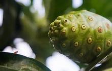 Cara Mengolah Mengkudu untuk Menurunkan Kolesterol dan Gula Darah