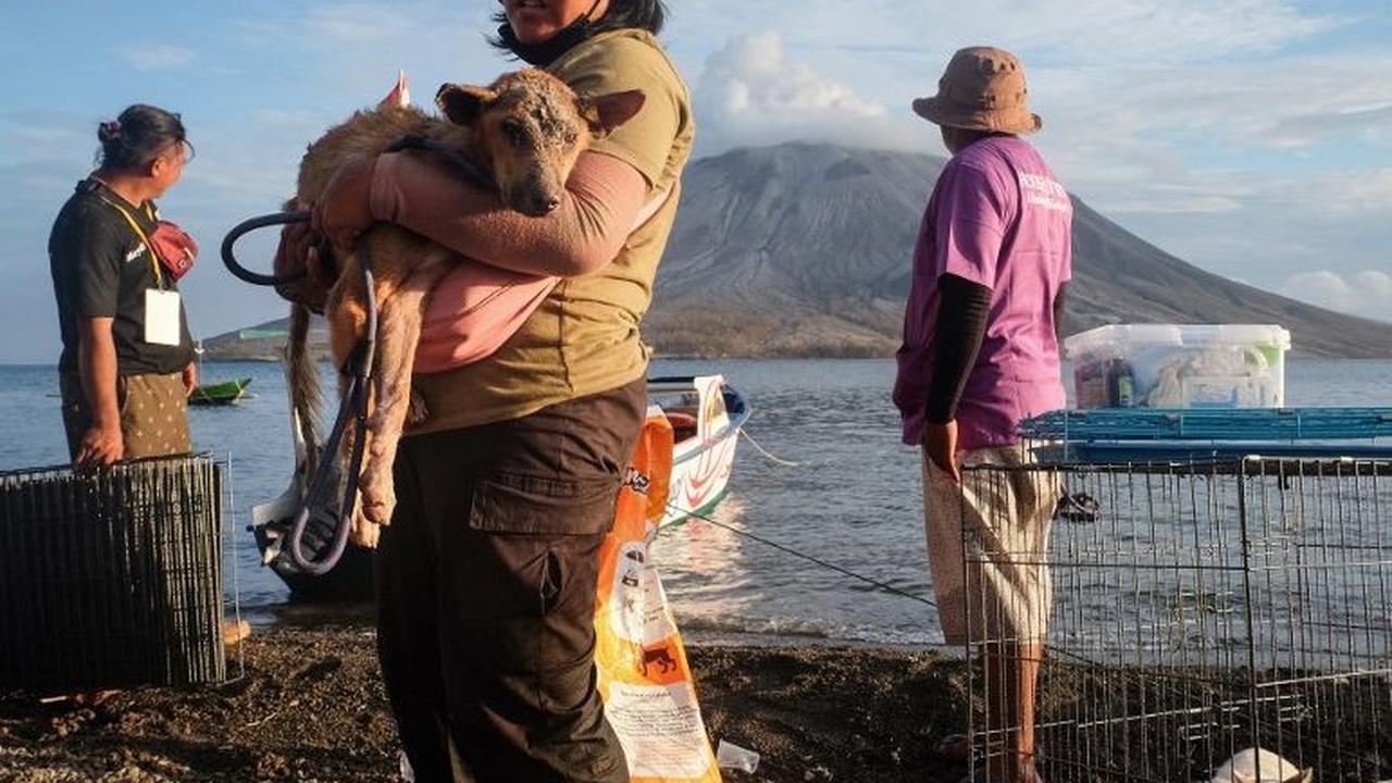 Sekelompok relawan mengevakuasi anjing dan kucing dari desa-desa terdampak erupsi Gunung Ruang, Kabupaten Sitaro, Sulawesi Utara, pada Sabtu (4/5/2024). Anjing dan kucing itu terlantar setelah orang-orang meninggalkan desa untuk mengungsi akibat erupsi Gu