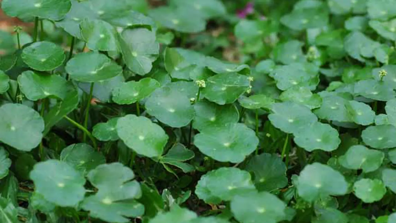 Daun Pegagan