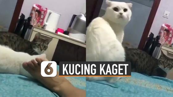 VIDEO: Bingung, Kucing Kaget Dikerjain Majikannya