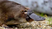 Platypus bentuknya seperti bebek karena dia berparuh, tetapi platypus menyusui anaknya. Platypus adalah hewan asli dari Australia.