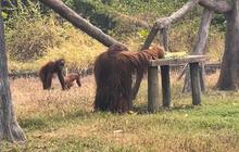 Aktivitas Didi Orang Utan Berkumpul dengan Anak dan Istri Usai Kabur ke Warung Ayam