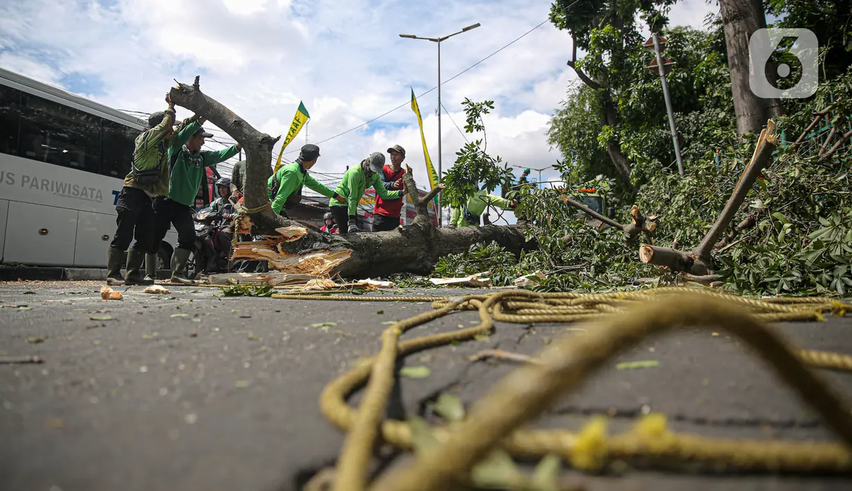Petugas Suku Dinas Kehutanan Jakarta Timur menebang pohon di sisi jalan raya Bogor, Jakarta, Kamis (9/3/2023). Hal tersebut untuk mengurangi resiko terjadinya bahaya mengingat hujan dan angin kencang yang beberapa kali melanda ibu kota. (Liputan6.com/Faizal Fanani)