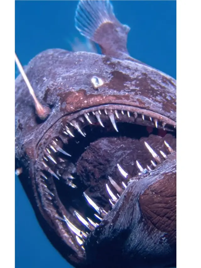 Momen Langka Ikan Black Sea Devil Muncul di Perairan Dangkal, Pertanda Apa?