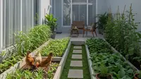 10 Cara Membuat Kebun Pakan Ayam di Pekarangan Sempit, Praktis dan Hemat Biaya