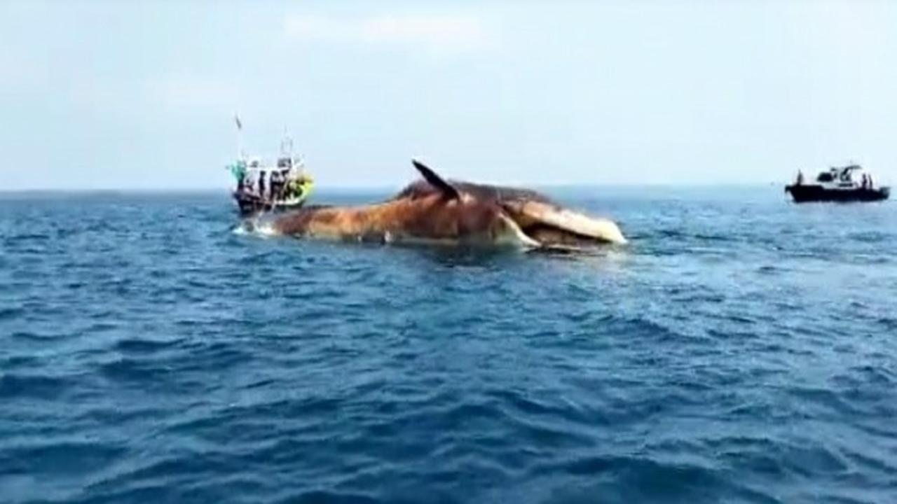 Bangkai Paus Ditenggelamkan ke Tengah Laut, Mengganggu Nelayan?