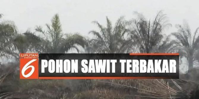 Petani di Muara Enim Gagal Panen Akibat Puluhan Hektare Lahan Sawit Terbakar