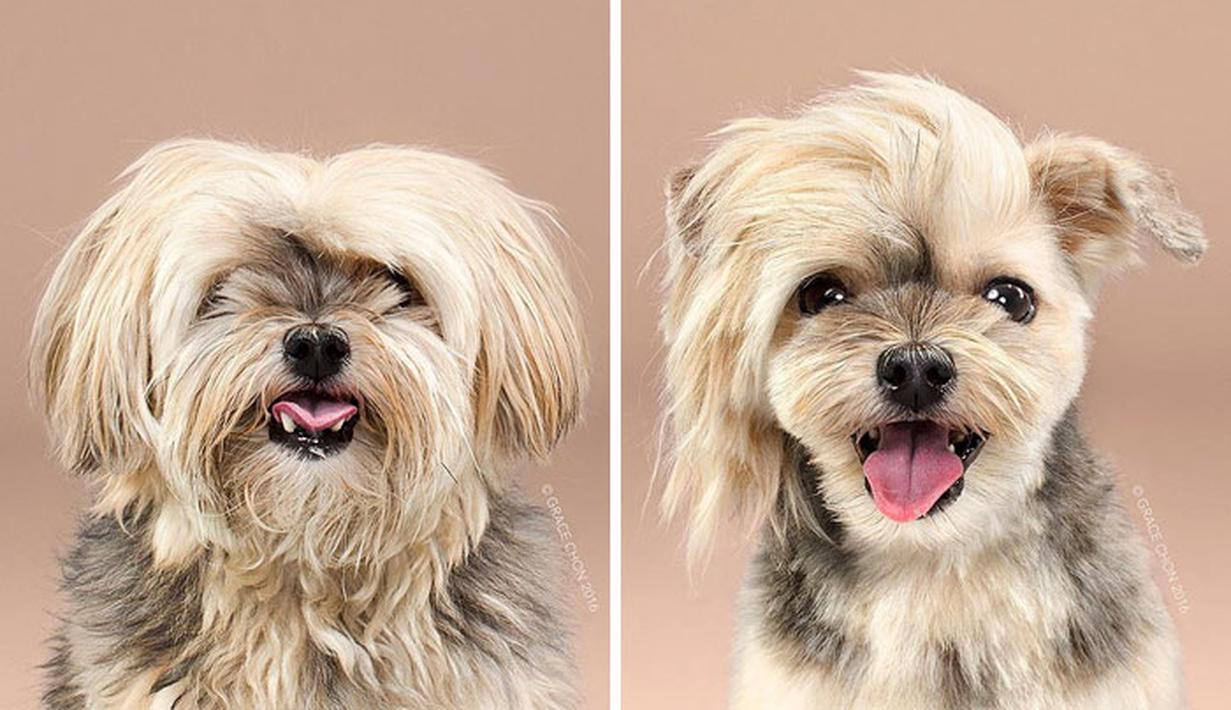 10 Foto Before After Anjing  Potong  Rambut  Cute dan Bikin 
