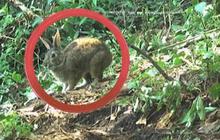 Hilang Tanpa Jejak Selama 120 Tahun, Kelinci Ini Tiba-Tiba Muncul Lagi