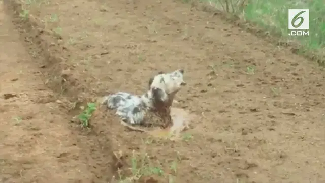 VIDEO: Kasihan, Anjing Terjebak di Lubang Lumpur