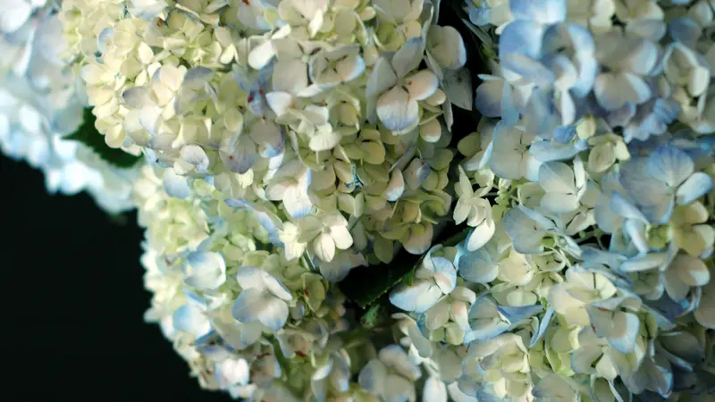 Hydrangea paper flower