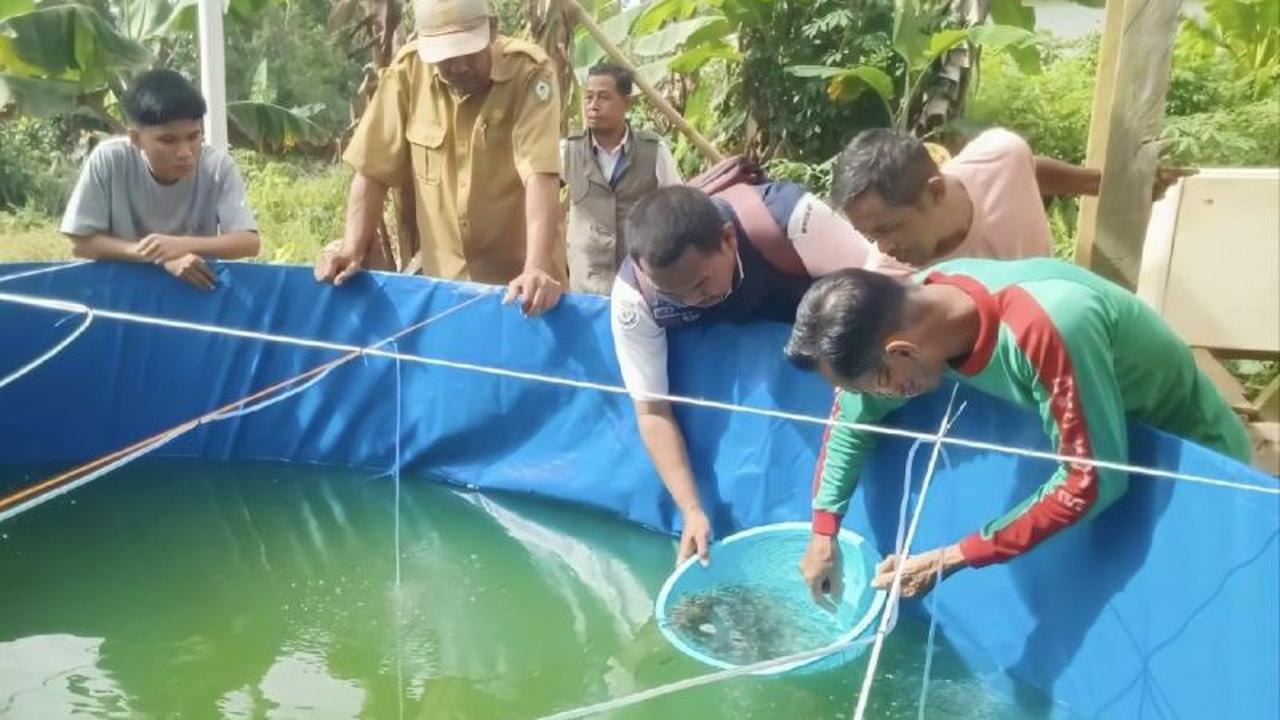 Diskan Kotim Salurkan 100 Ribu Bibit Ikan, Perkuat Pengembangan Budi Daya dan Ketahanan Pangan