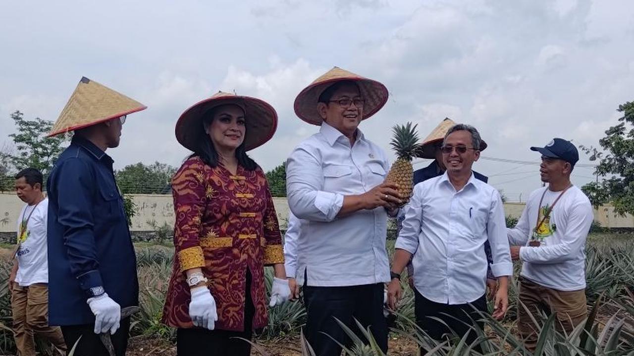 Nanas Moris: Komoditas Unggulan Baru Pendorong Ekonomi di Kawasan Transmigrasi