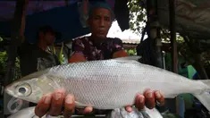Pedagang memperlihatkan ikan bandeng di kawasan Rawabelong, Jakarta, Jumat (5/2/2016). Menjelang perayaan Imlek, para pedagang ikan bandeng mulai marak di Rawabelong. (Liputan6.com/Angga Yuniar)