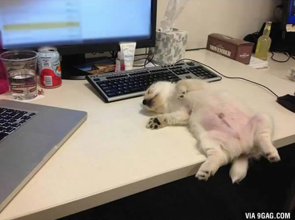 Tidur di depan laptop (Via: 9gag.com)