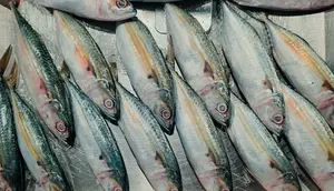 Protein Hewani Tak Harus Mahal, Ikan Kembung Bisa Jadi Pilihan