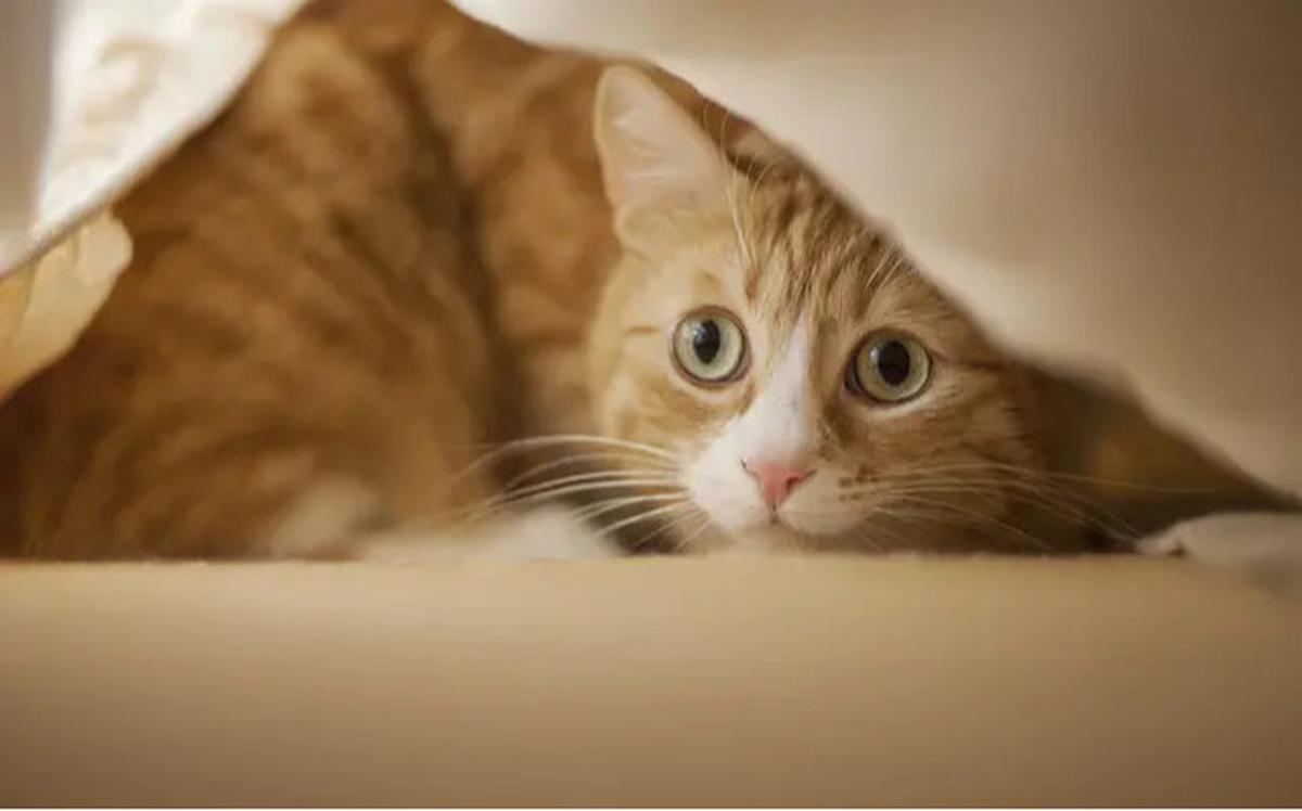 7 Cara Mengusir Kucing yang Suka Pipis Sembarangan, Mudah Tanpa Menyakitinya