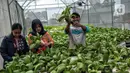 Petugas masjid menunjukkan sayuran yang ditanam dengan sistem hidroponik 'Smart Farming' di atap Masjid Asy-syifa, Jakarta Pusat, Senin (23/1/2023). Dinas Ketahanan Pangan, Kelautan dan Pertanian (KPKP) Jakarta Pusat bekerja sama dengan pengurus Masjid Asy-syifa memanfaatkan lahan atap untuk budi daya sayuran hidroponik sebagai upaya menghijaukan lingkungan serta menjadi nilai ekonomis baik untuk pengurus dan warga sekitar. (merdeka.com/Iqbal S. Nugroho)